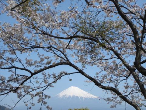 雁金堤から富士山と桜の写真