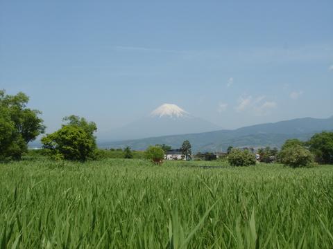 浮島ケ原自然公園からの富士山の写真