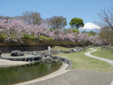 原田公園から富士山と桜の写真