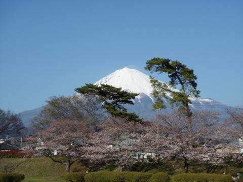 潤井川からの桜と富士山写真