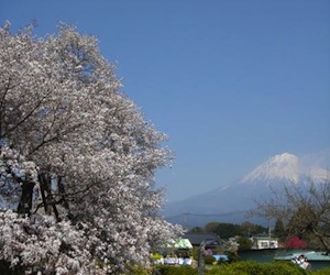 狩宿の下馬桜の写真