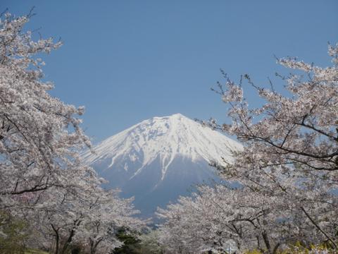 富士桜自然墓地公園からの桜と富士山の写真