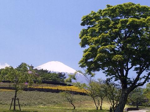 桜公園と富士山の写真