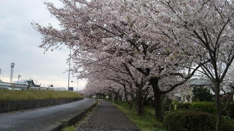 原の桜の写真