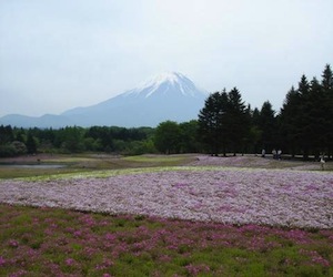 富士芝桜まつりから富士山の写真