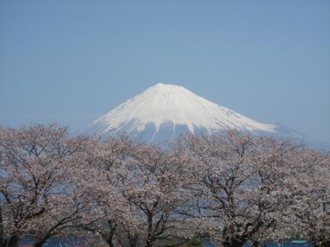 雁金堤から富士山と桜の写真