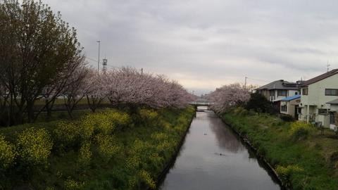 原の桜の写真