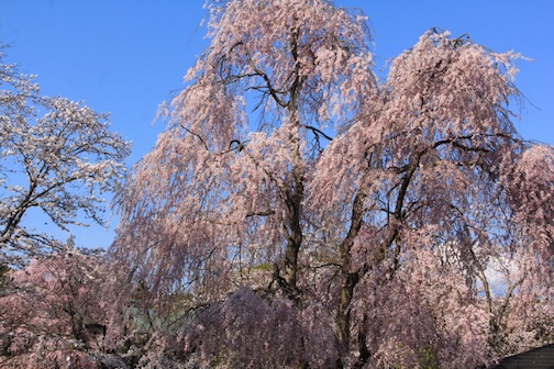 湧玉池と桜の写真
