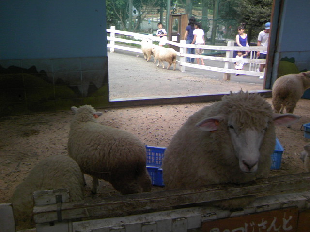 まかいの牧場の羊写真